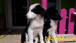 Harika Border Collie Yavrularımız 2