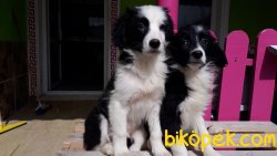Harika Border Collie Yavrularımız 1