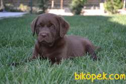 HARİKA CHOCOLATE LABRADOR BEBEKLER 3