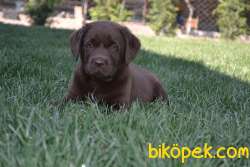HARİKA CHOCOLATE LABRADOR BEBEKLER 2