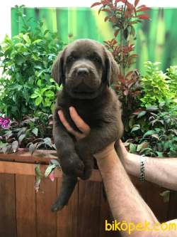 HARİKA CHOCOLATE LABRADOR BEBEKLER 1
