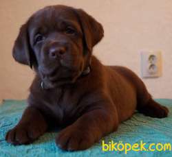HARİKA CHOCOLATE LABRADOR BEBEKLER 1