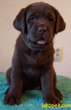 HARİKA CHOCOLATE LABRADOR BEBEKLER 3