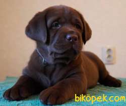 HARİKA CHOCOLATE LABRADOR BEBEKLER 4