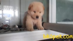 Harika Chow Chow Yavrularımız 1