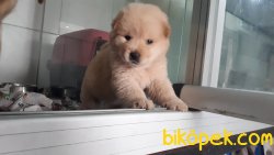 Harika Chow Chow Yavrularımız 3