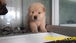 Harika Chow Chow Yavrularımız 2