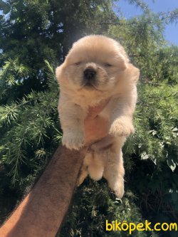 Harika Chow Chow Yavrularımız 3