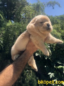 Harika Chow Chow Yavrularımız 5