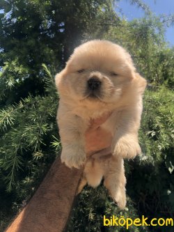 Harika Chow Chow Yavrularımız 1