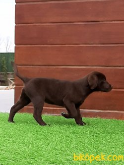 Harika Çikolata LABRADOR RETRIEVER YAVRULARIMIZ 2