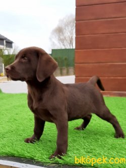 Harika Çikolata LABRADOR RETRIEVER YAVRULARIMIZ 4