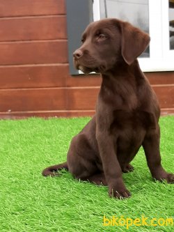 Harika Çikolata LABRADOR RETRIEVER YAVRULARIMIZ 3