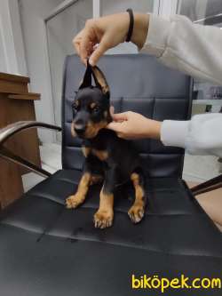 Harika Doberman Yavrular 5