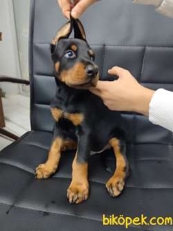 Harika Doberman Yavrular 4