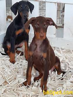 HARİKA DOBERMAN YAVRULARI 3