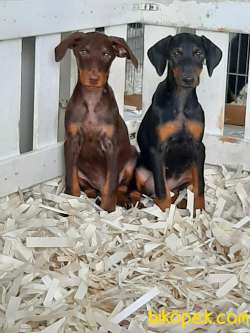 HARİKA DOBERMAN YAVRULARI 1