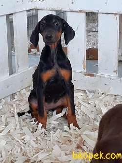 HARİKA DOBERMAN YAVRULARI 4