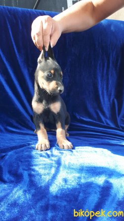 Harika Doberman Yavrularımız 2