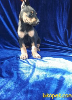 Harika Doberman Yavrularımız 3
