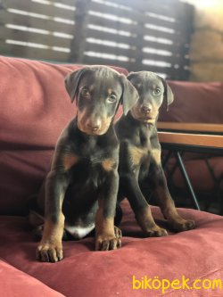 HARİKA DOBERMAN YAVRULARIMIZ 1