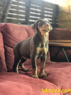 HARİKA DOBERMAN YAVRULARIMIZ 2