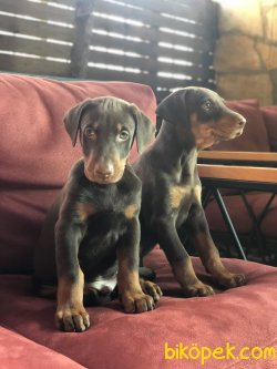 HARİKA DOBERMAN YAVRULARIMIZ 3