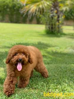Harika Formda Toy Poodle Bebeklerimiz 2