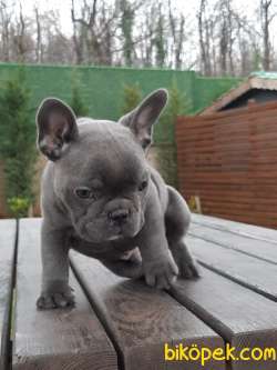 HARİKA Frenc Buldog  YAVRULARI 2
