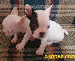 Harika French Bulldog  Yavrularımız 3