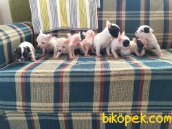 Harika French Bulldog  Yavrularımız 1