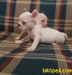 Harika French Bulldog  Yavrularımız 2