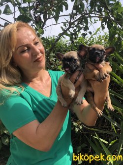 Harika French Bulldoğ Yavrularımız 4