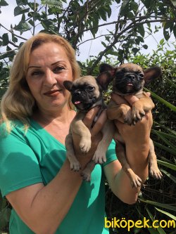 Harika French Bulldoğ Yavrularımız 5