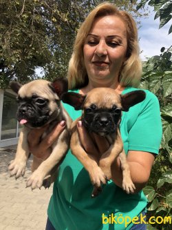 Harika French Bulldoğ Yavrularımız 3