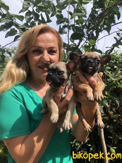 Harika French Bulldoğ Yavrularımız 2