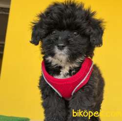 Harika Güzellikle Dişi Ve Erkek Black Maltipoo Yavrular 3