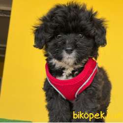 Harika Güzellikle Dişi Ve Erkek Black Maltipoo Yavrular 1