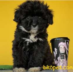 Harika Güzellikle Dişi Ve Erkek Black Maltipoo Yavrular 2