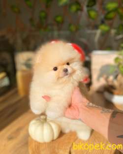 Harika Güzellikte Mini Boy Pomeranian Yavrumuz 1