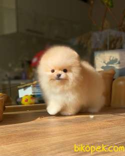 Harika Güzellikte Mini Boy Pomeranian Yavrumuz 3