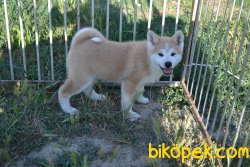 HARİKA JAPON AKITA İNU 2