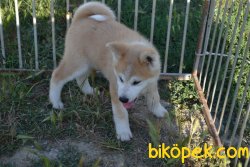 HARİKA JAPON AKITA İNU 3