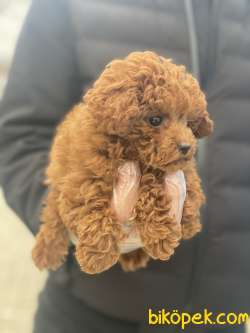HARİKA KALİTE POODLE YAVRULAR 4