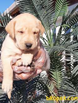 Harika Labrador Retriever Yavrulari 2