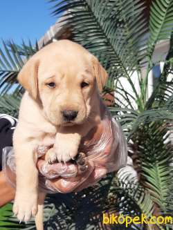 Harika Labrador Retriever Yavrulari 2