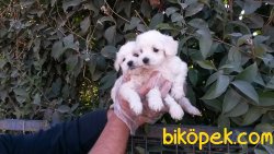 Harika Maltes Terrier Yavrularımız 3
