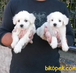 Harika Maltes Terrier Yavrularımız 2