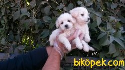Harika Maltes Terrier Yavrularımız 1