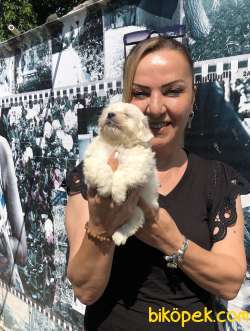 Harika Maltese Terrier Yavrularımız 4